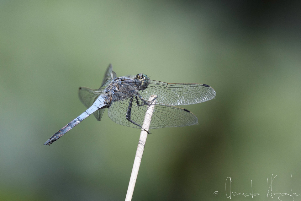 Orthétrum réticulé-mâle (Orthetrum cancellatum)