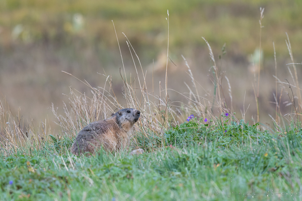 Marmote des Alpes (Marmota marmota)
