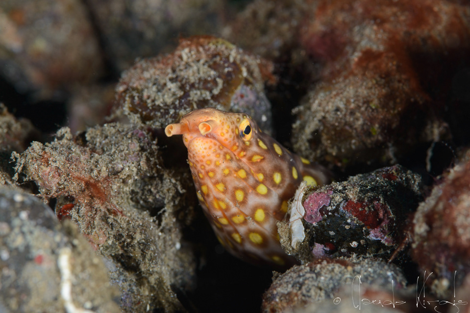 Serpentine à larges taches (Ochichthus polyophthalmus)