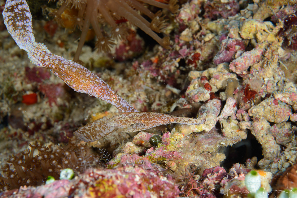 Poisson-Fantôme robuste (Solenostomus cyanopterus)