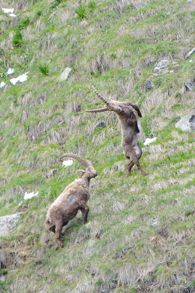 Bouquetin des Alpes (Capra ibex)