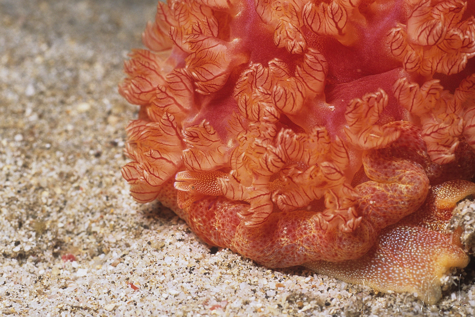 Crevette empereur (Periclimenes imperator)