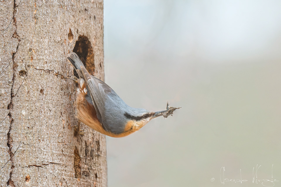 Sittelle Torchepot (Sitta europaea)