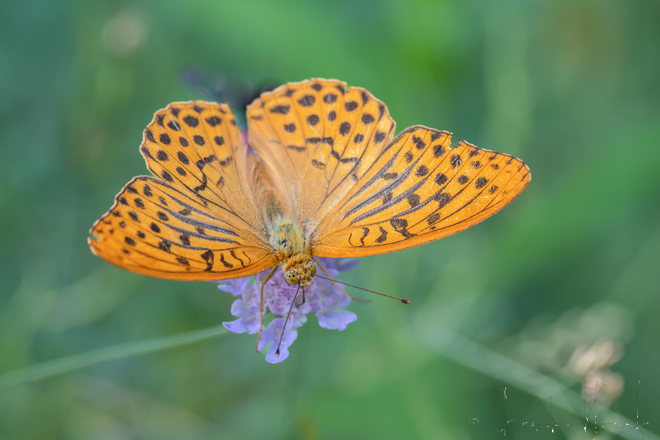 Le tabac d'Espagne (Argynnis paphia)