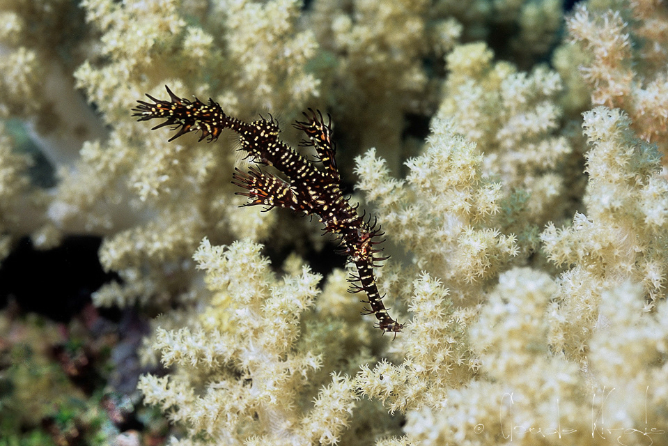 Poisson-Fantôme  Arlequin (Solenostumus paradoxus)