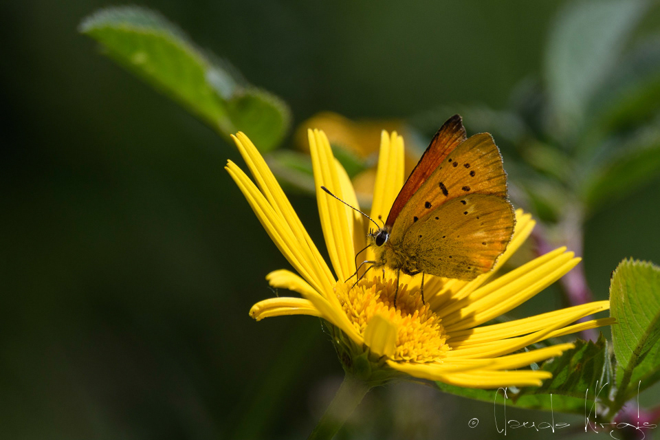 Cuivré de la Verge d'or (Lycaena virgaurea)