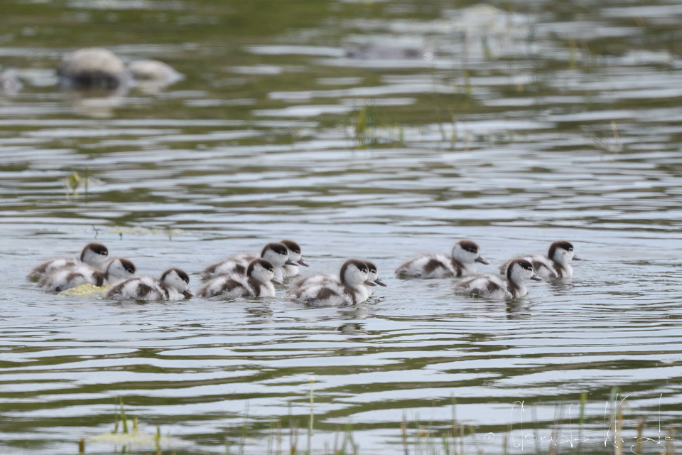 Tadorde de Belon-Poussin (Tadorna tadorna)