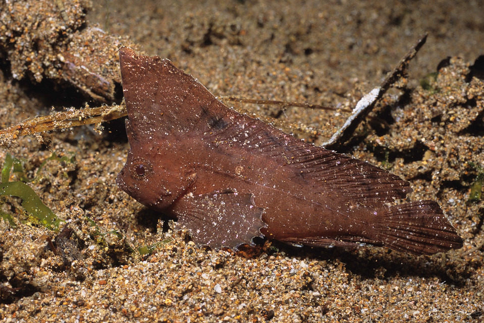 Poisson-Feuille Cacatoes (Ablabys taenianotus)