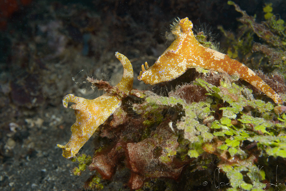 Ceratoma  à lobes multiples (Ceratosoma tenue)
