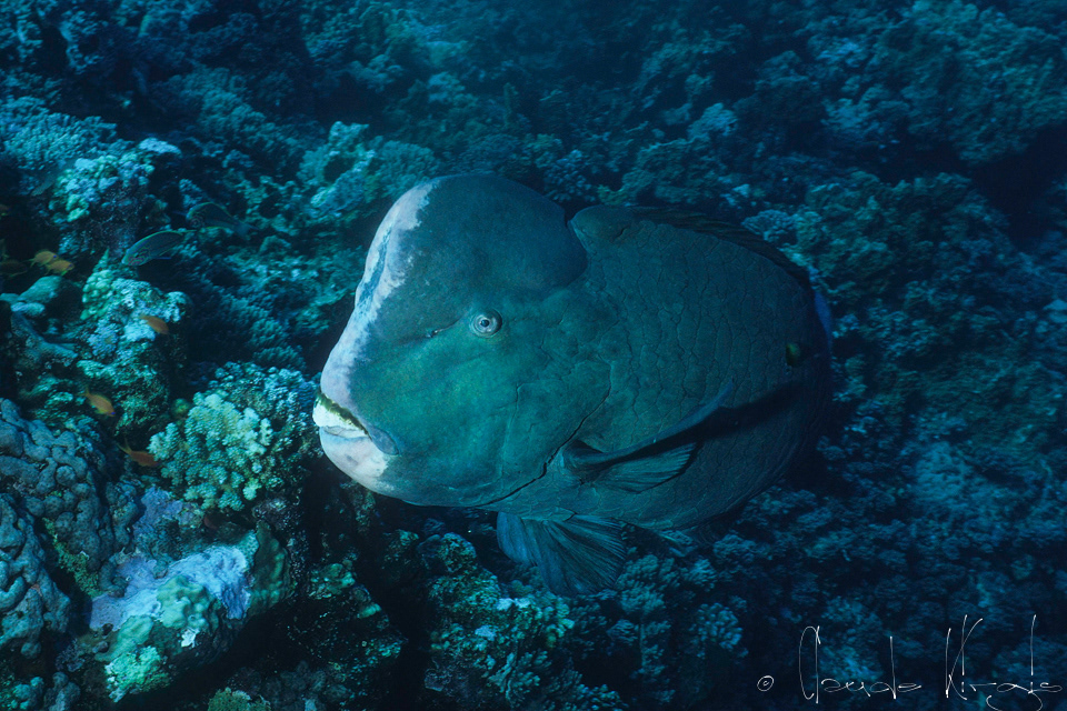Perroquet à bosse (Bolbometopon muricatum)