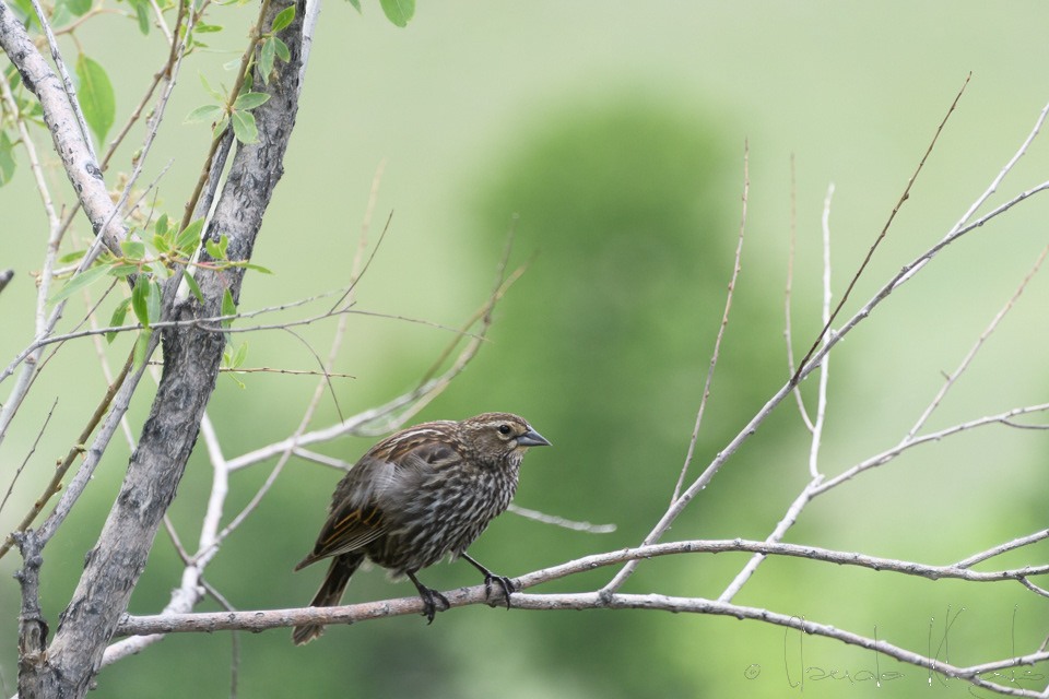 Carouge à épaulettes-femele-Red-winged (Aggelaius phoeniceus)