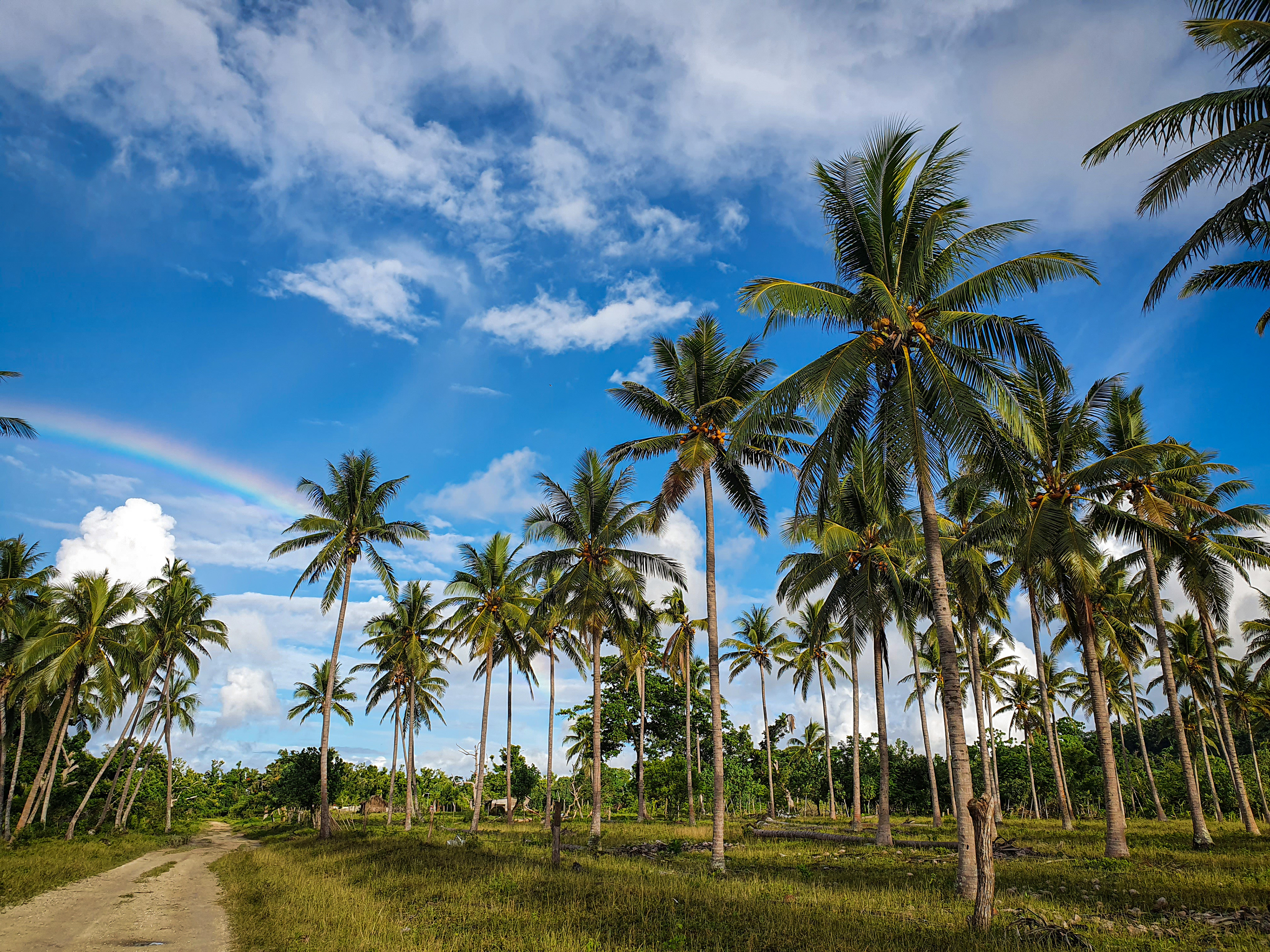 Rainbow over the plantation