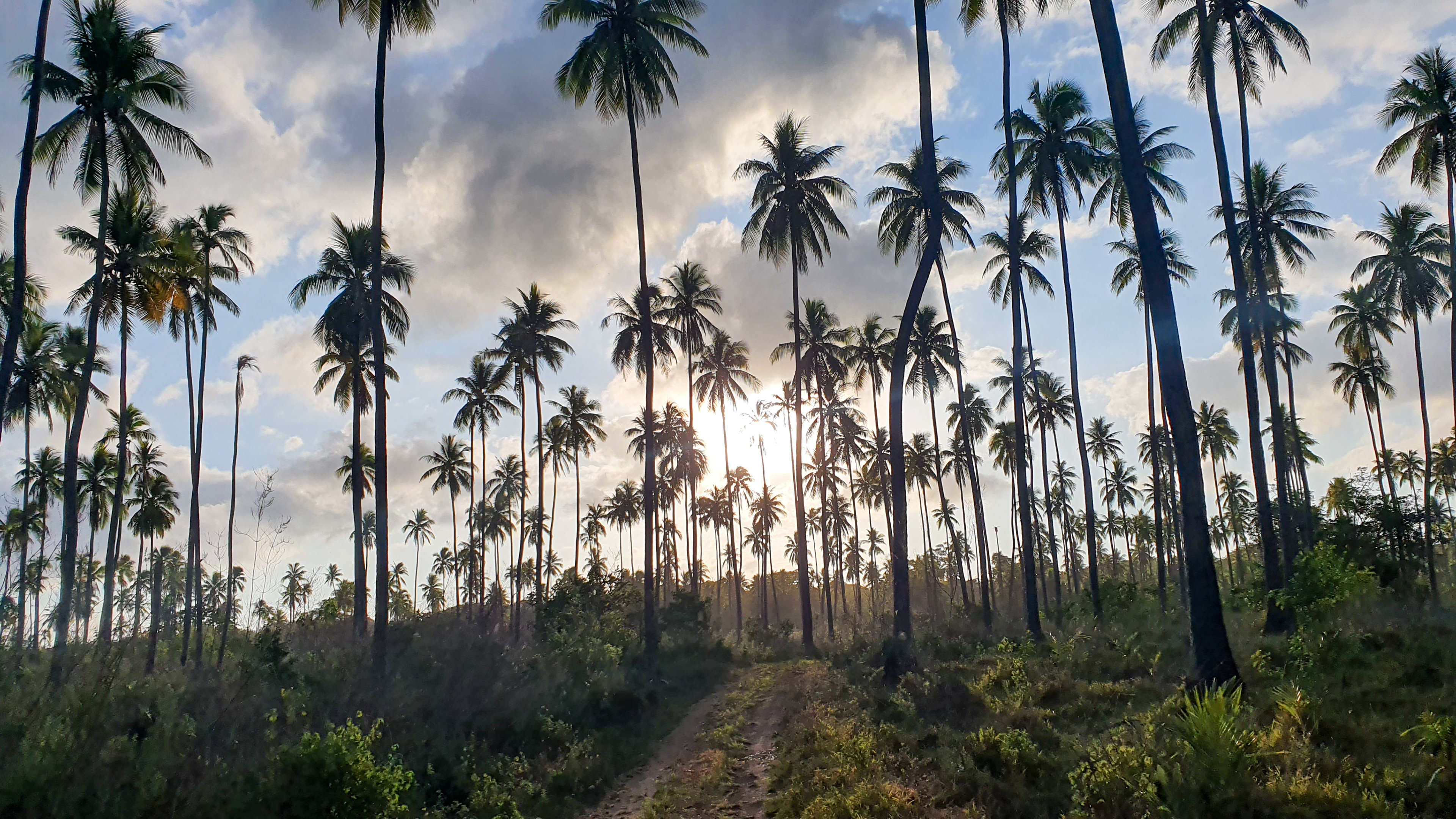 Sunset on coconut plantation