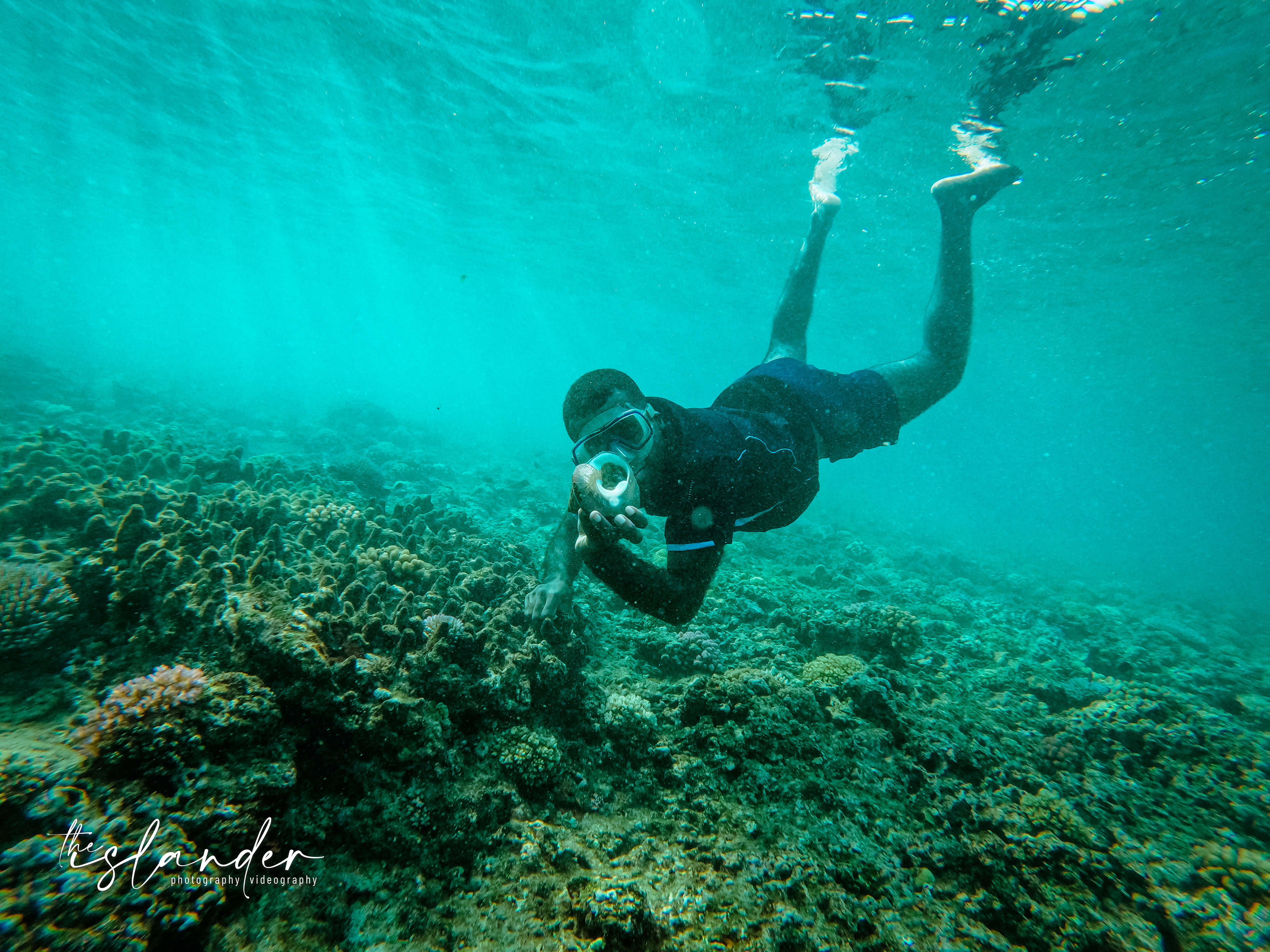 Reef exploration, we saw some trocas