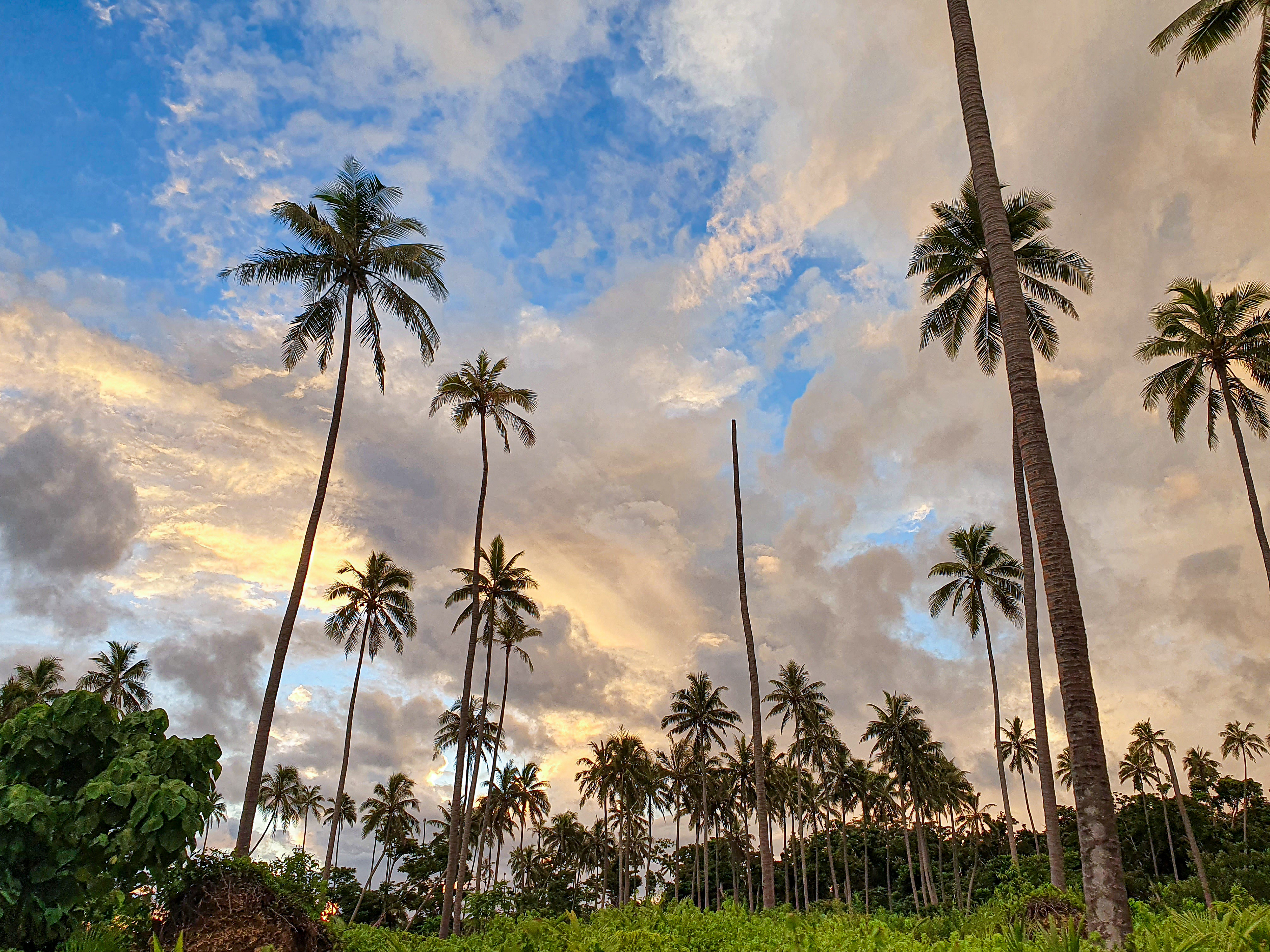 Sunset on coconut plantation