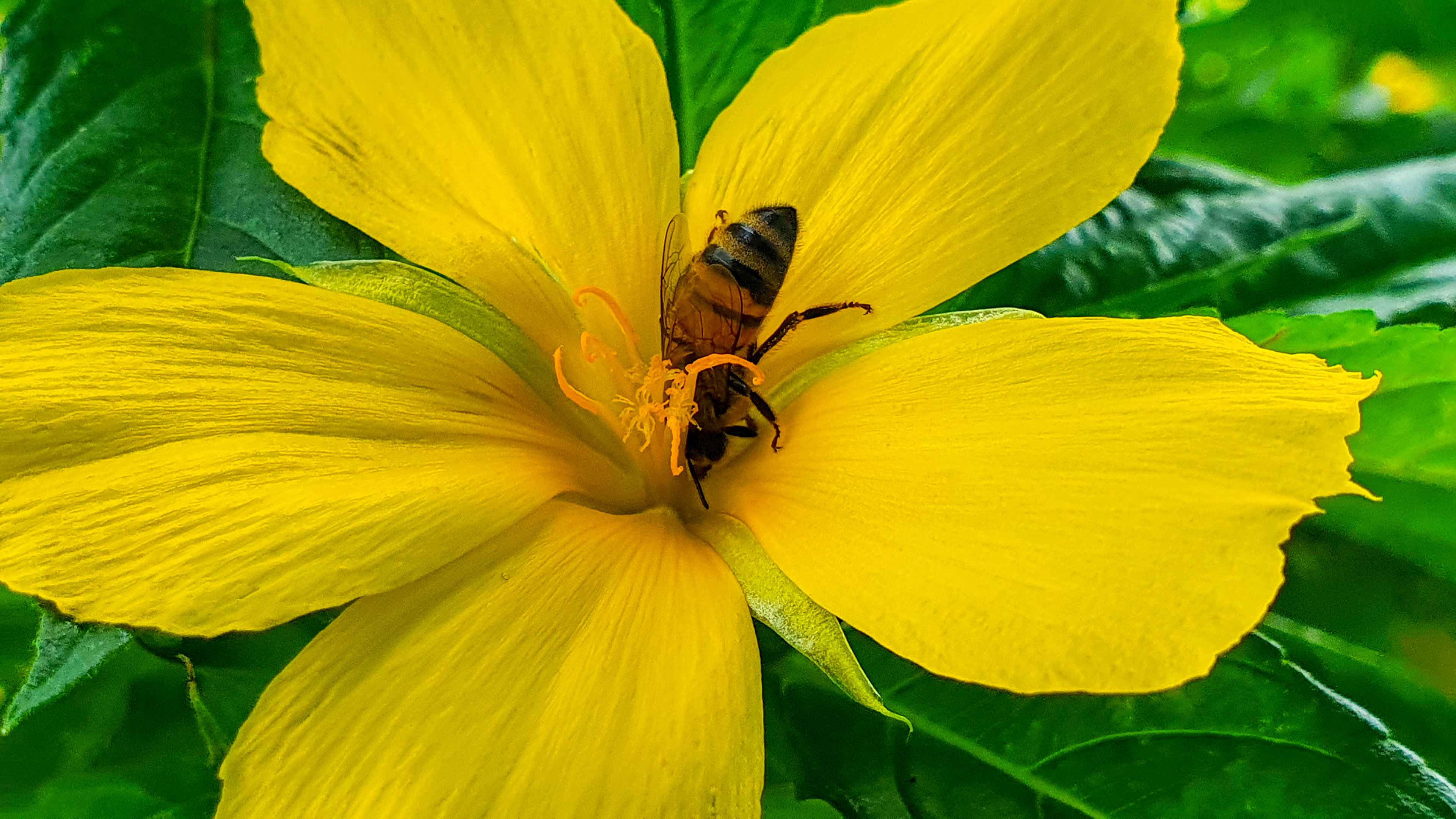 Busy bee.... as alway 