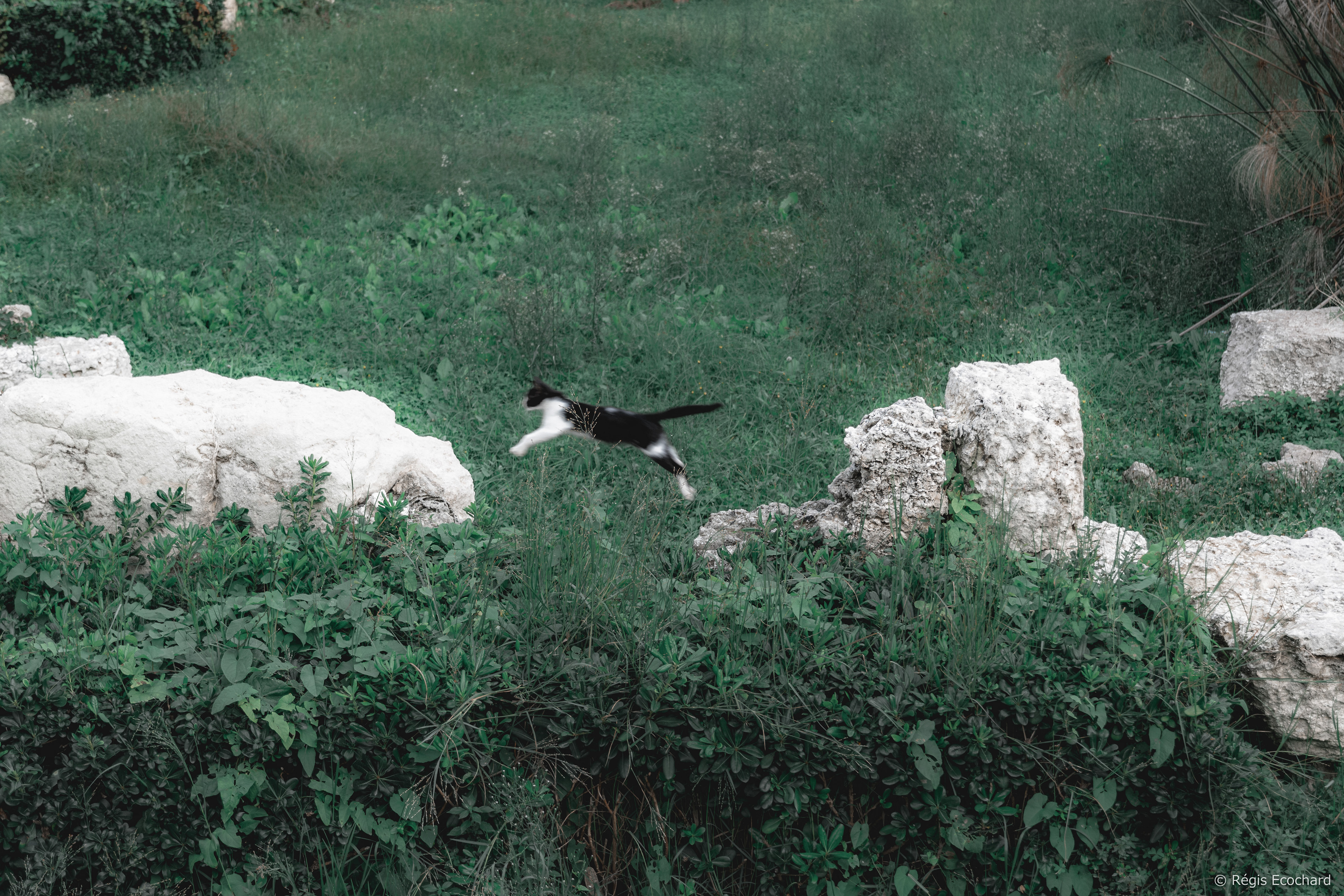 Chat De Syracuse ;-)