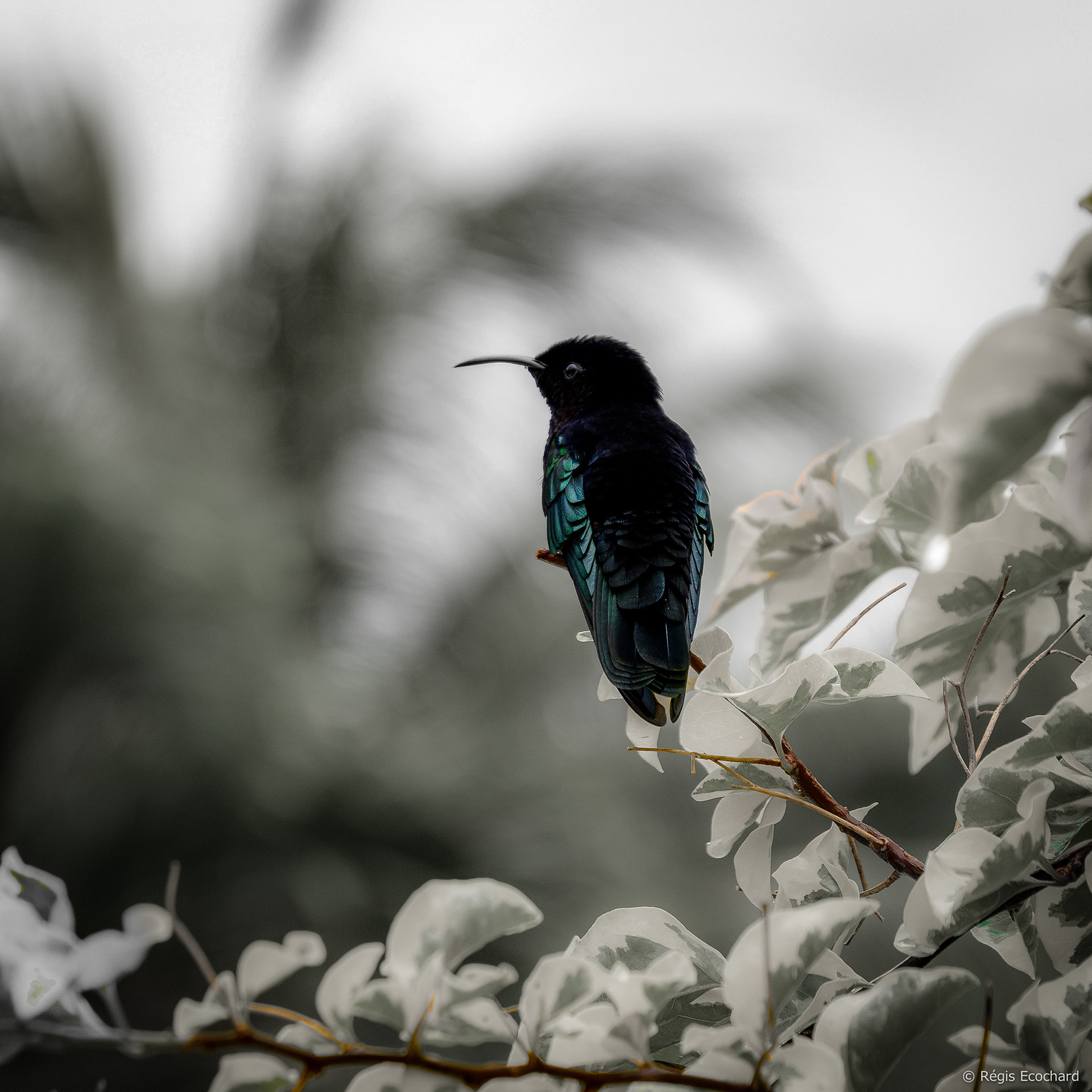 Colibri