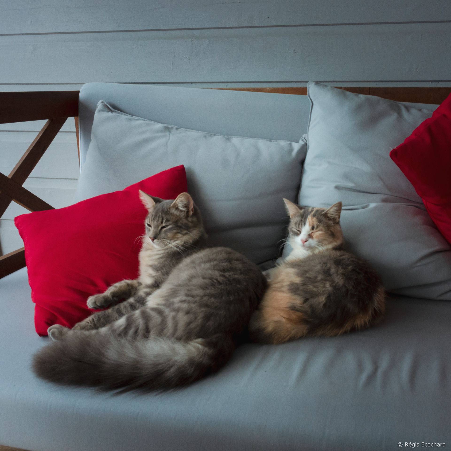 Chats Martiniquais