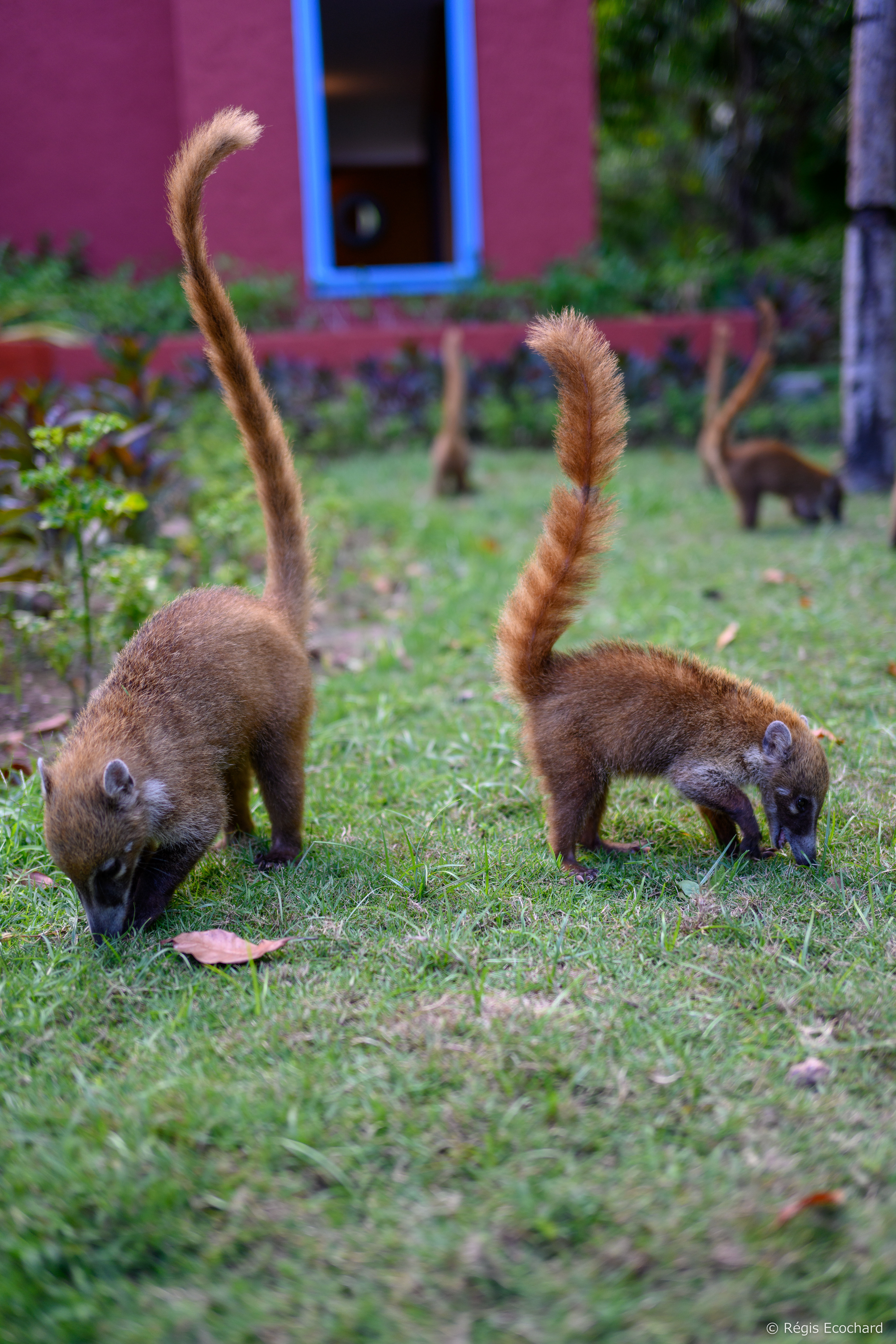 Coatis
