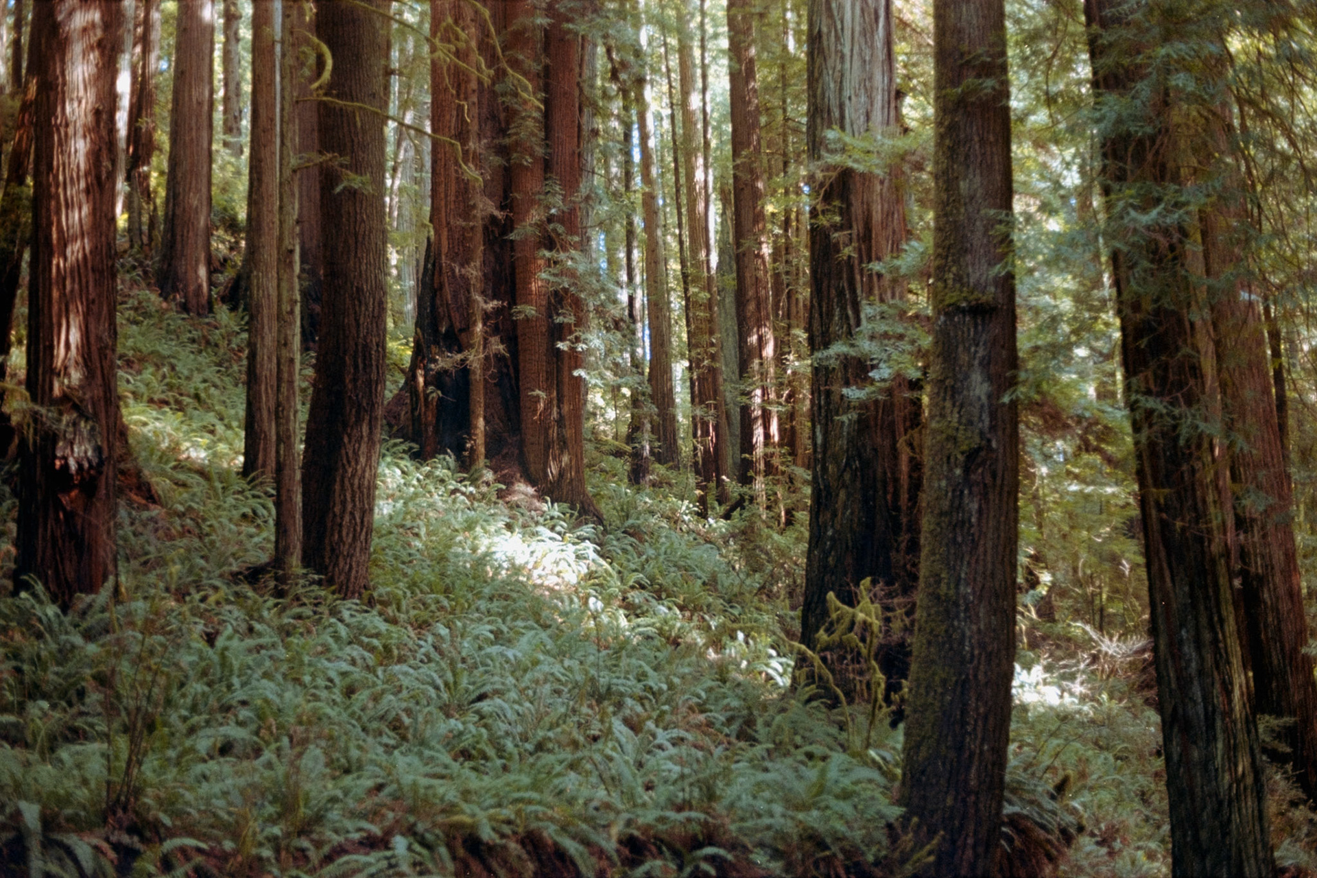 Redwood National Park, 2025, set of 2