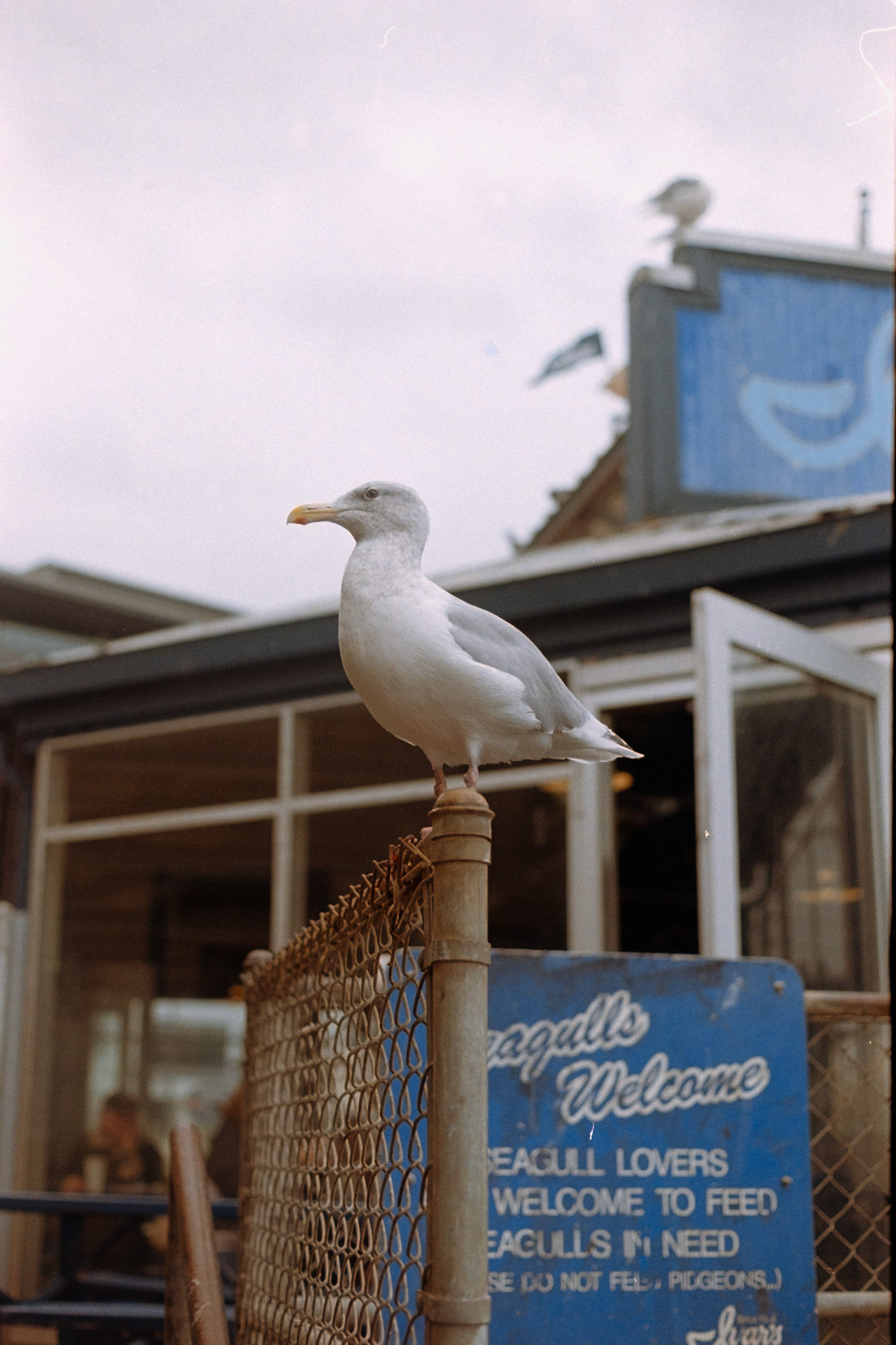Ivar's, 2024
