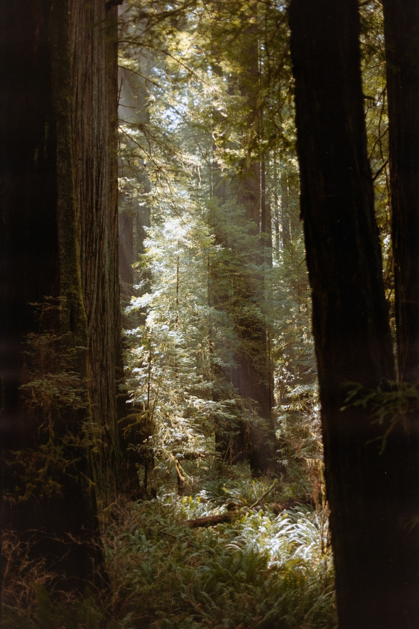 Redwood National Park, 2025, set of 2