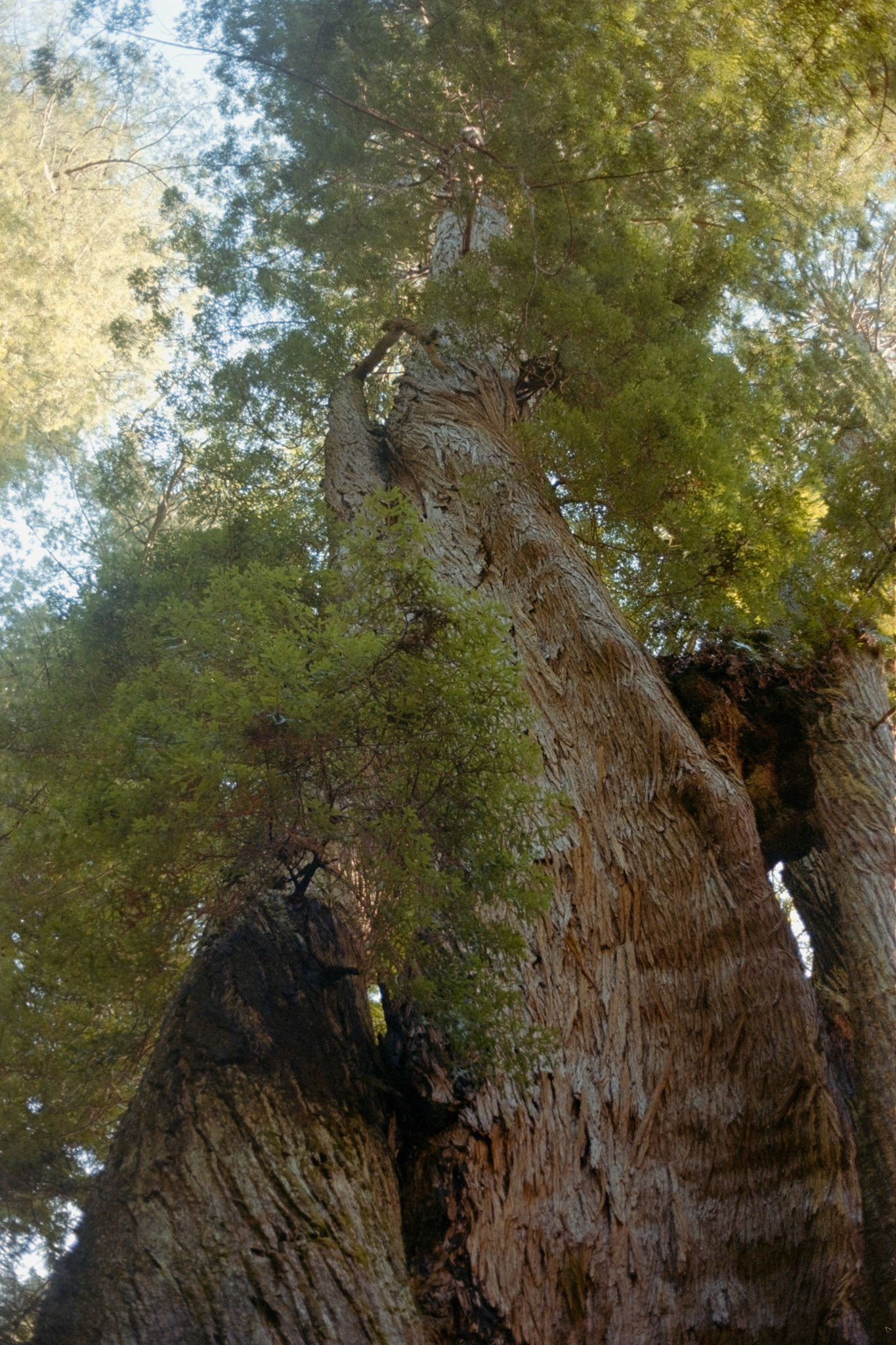 Redwood National Park, 2025, set of 2
