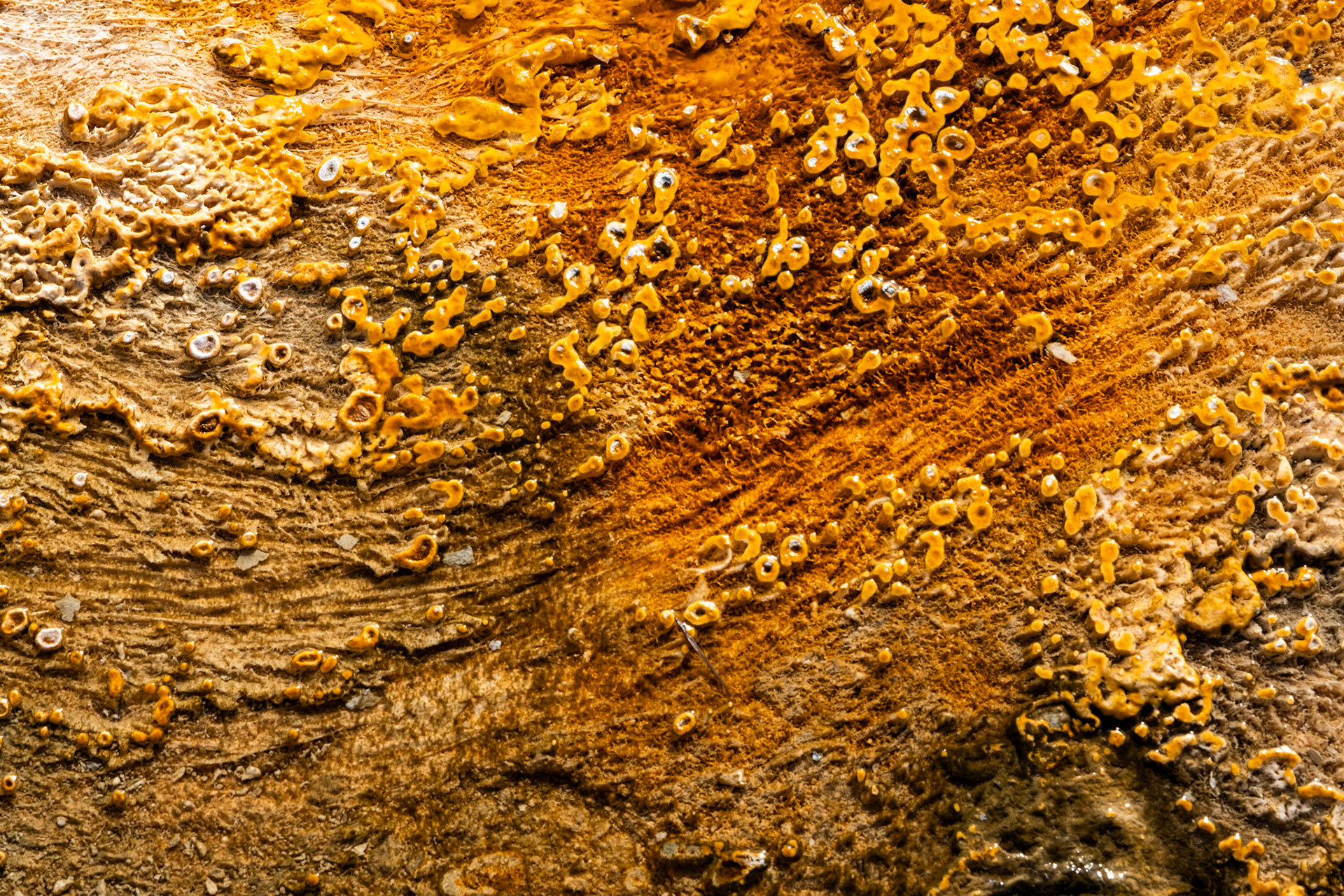 Yellowstone, 2024