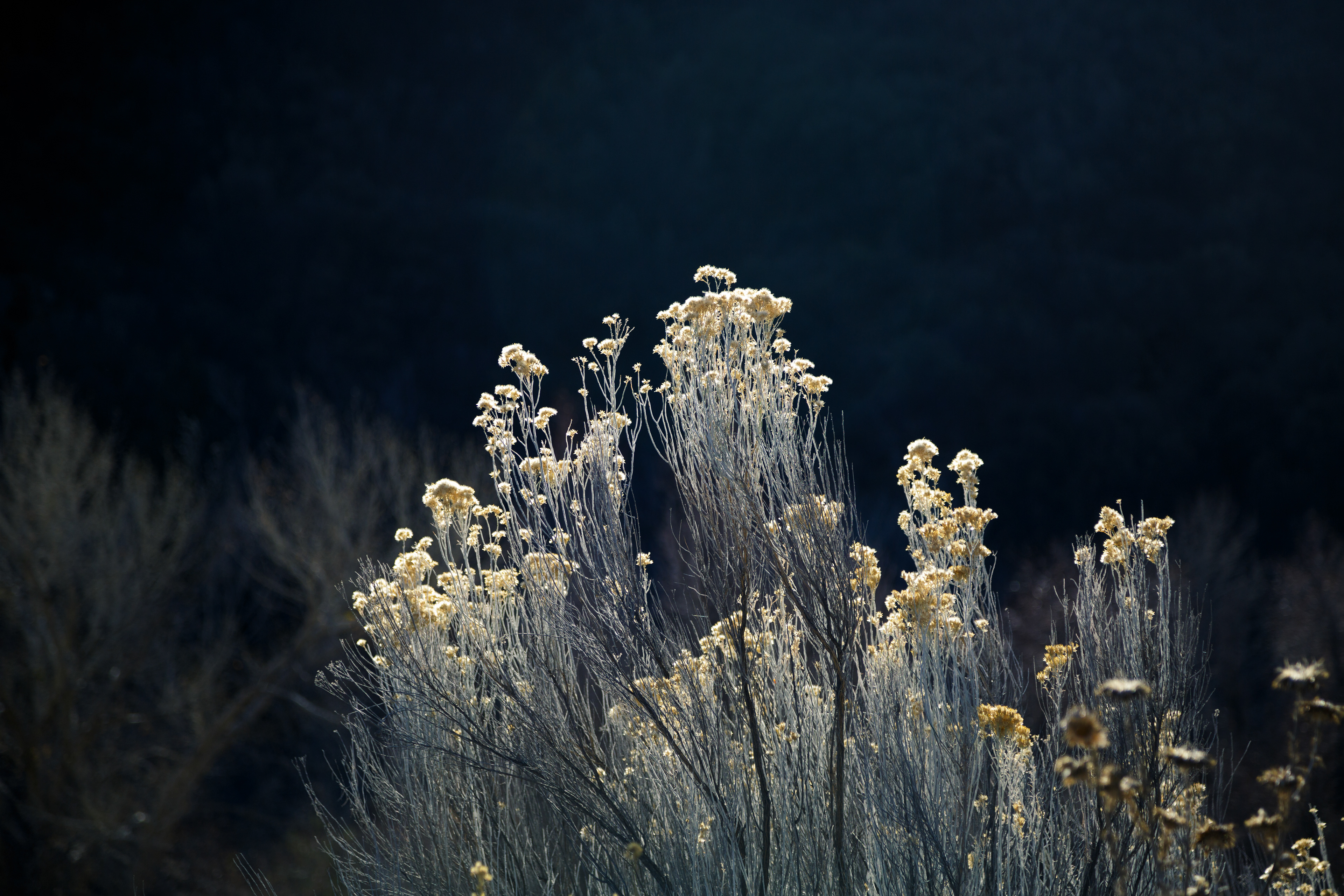 Ojai Nature Flowers