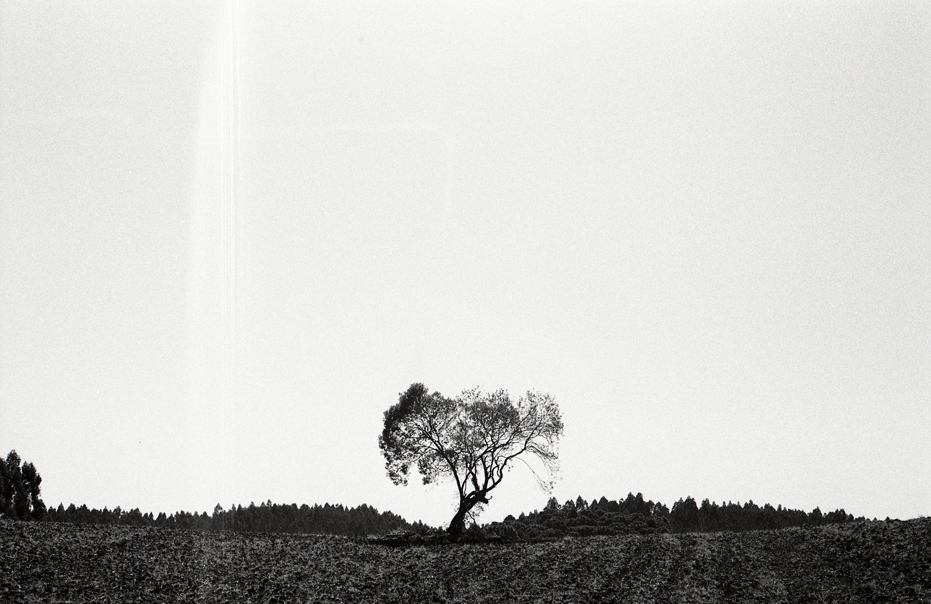 campo largo - paraná @2020