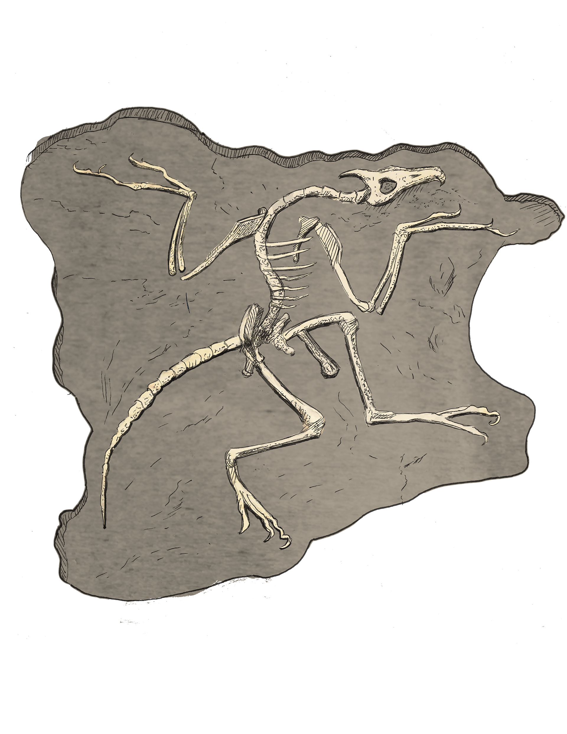 Archaeopteryx Fossil
