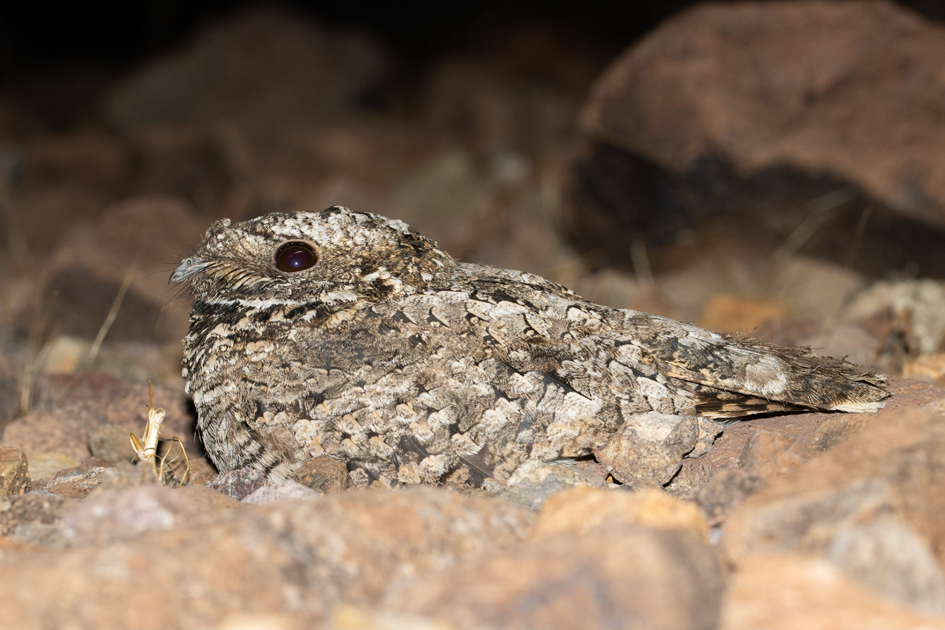 Bonanza Spring, Clipper Mountain Wilderness, California