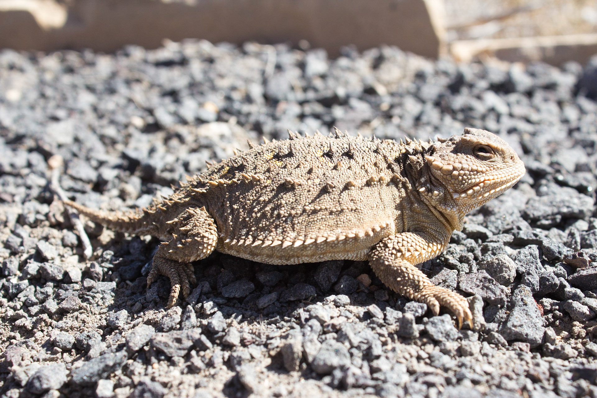 Greater Short-horned Lizard (Phrynosoma hernandesi)