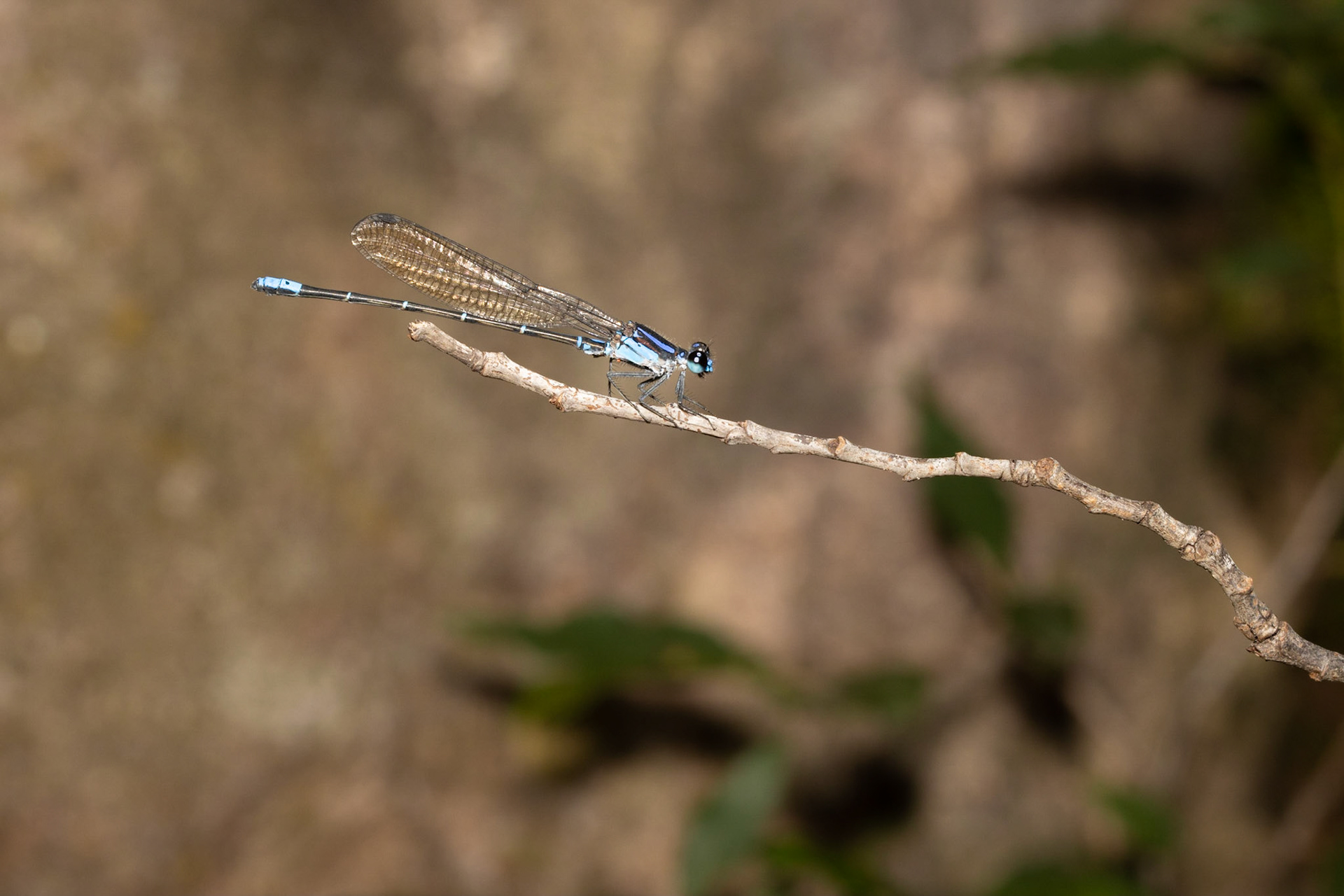 Carretera Federal 16 east of Yécora, Sonora, Mexico