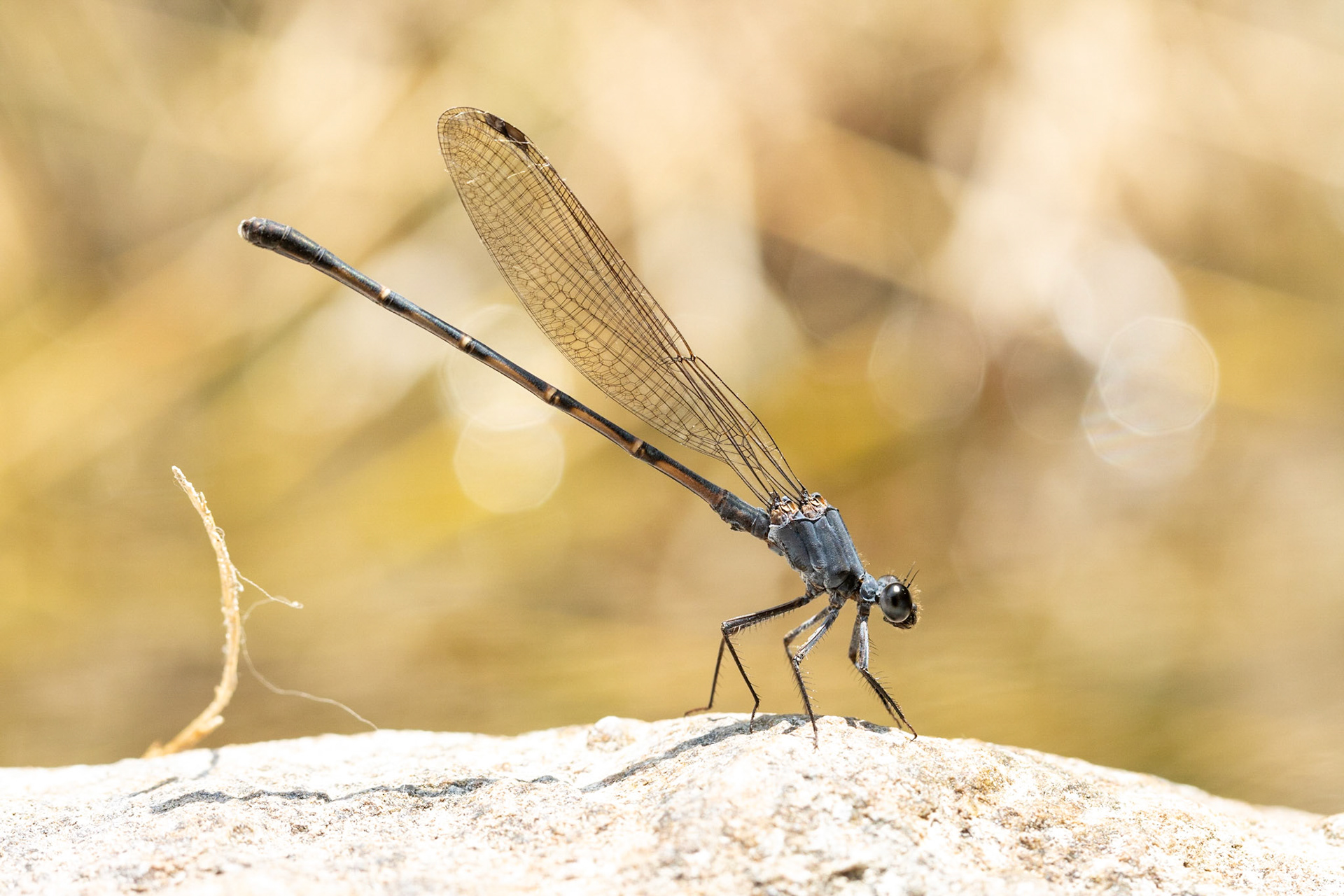 Sooty Dancer (Argia lugens)