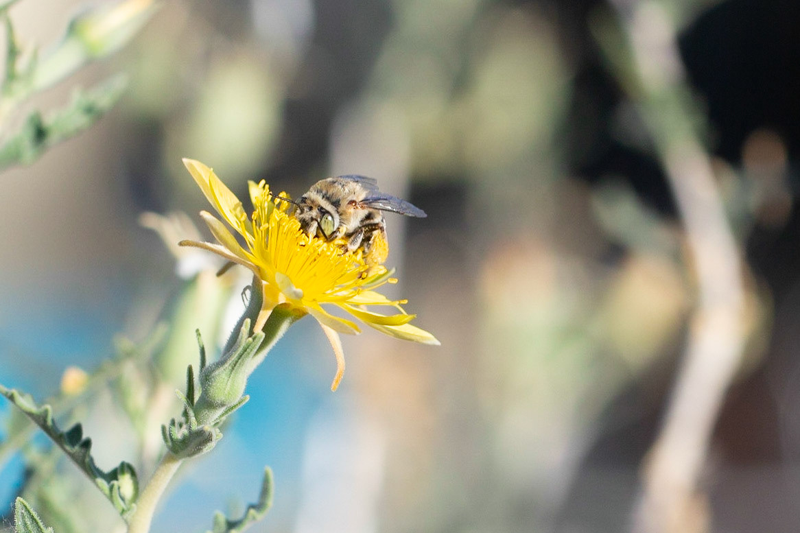 Tempe House, Arizona