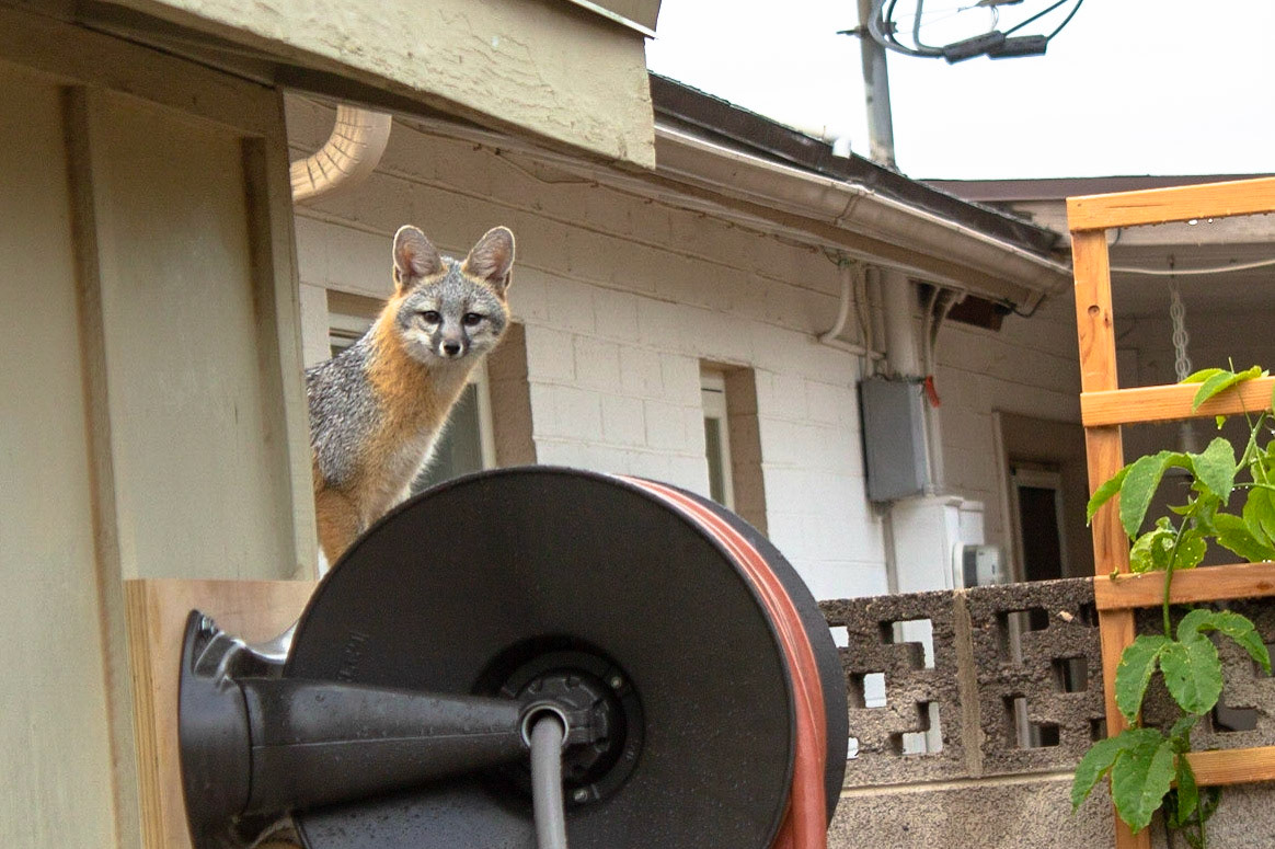 Grey Fox (Urocyon cinereoargenteus)