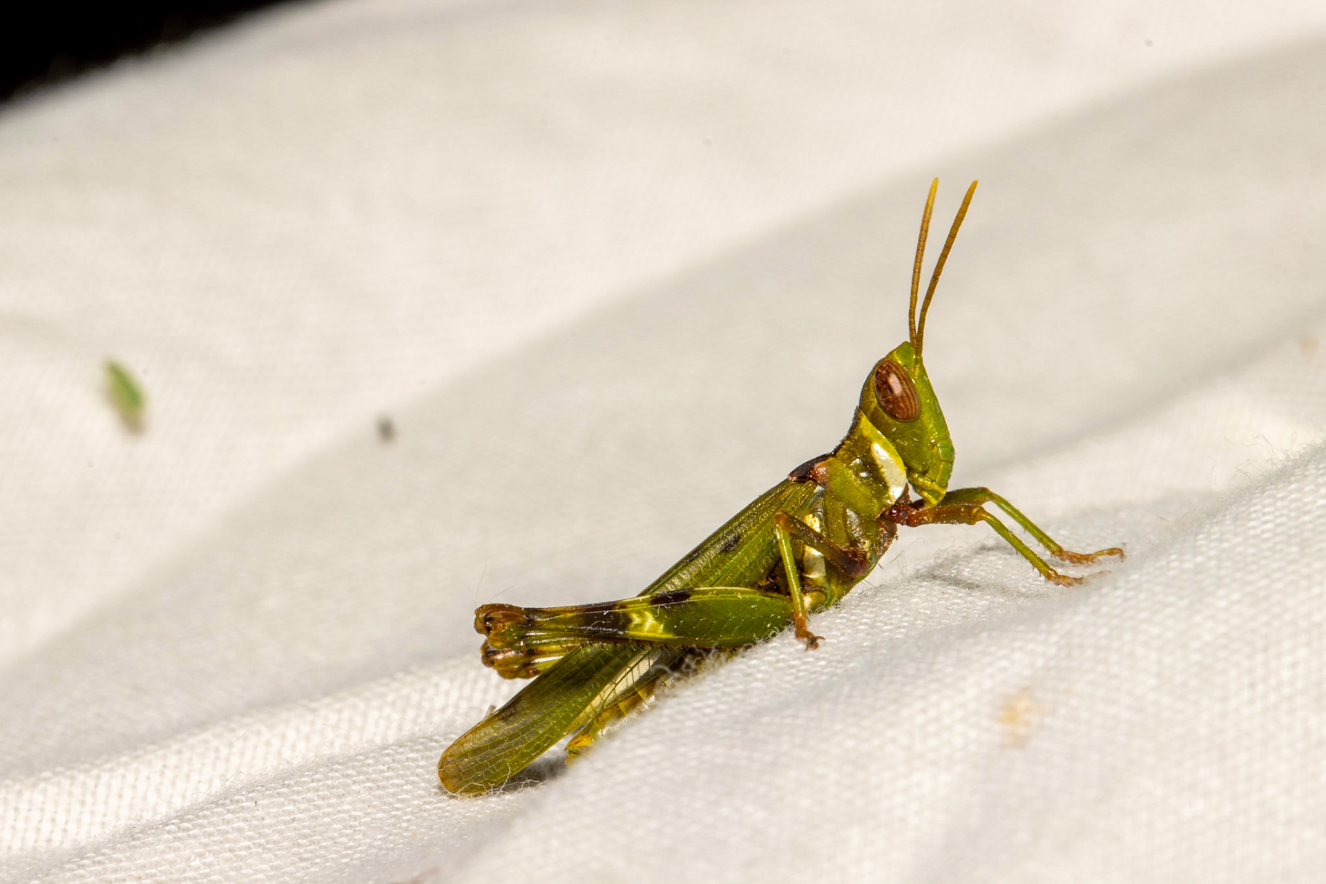 Black Butte, Vulture Mountains, Arizona