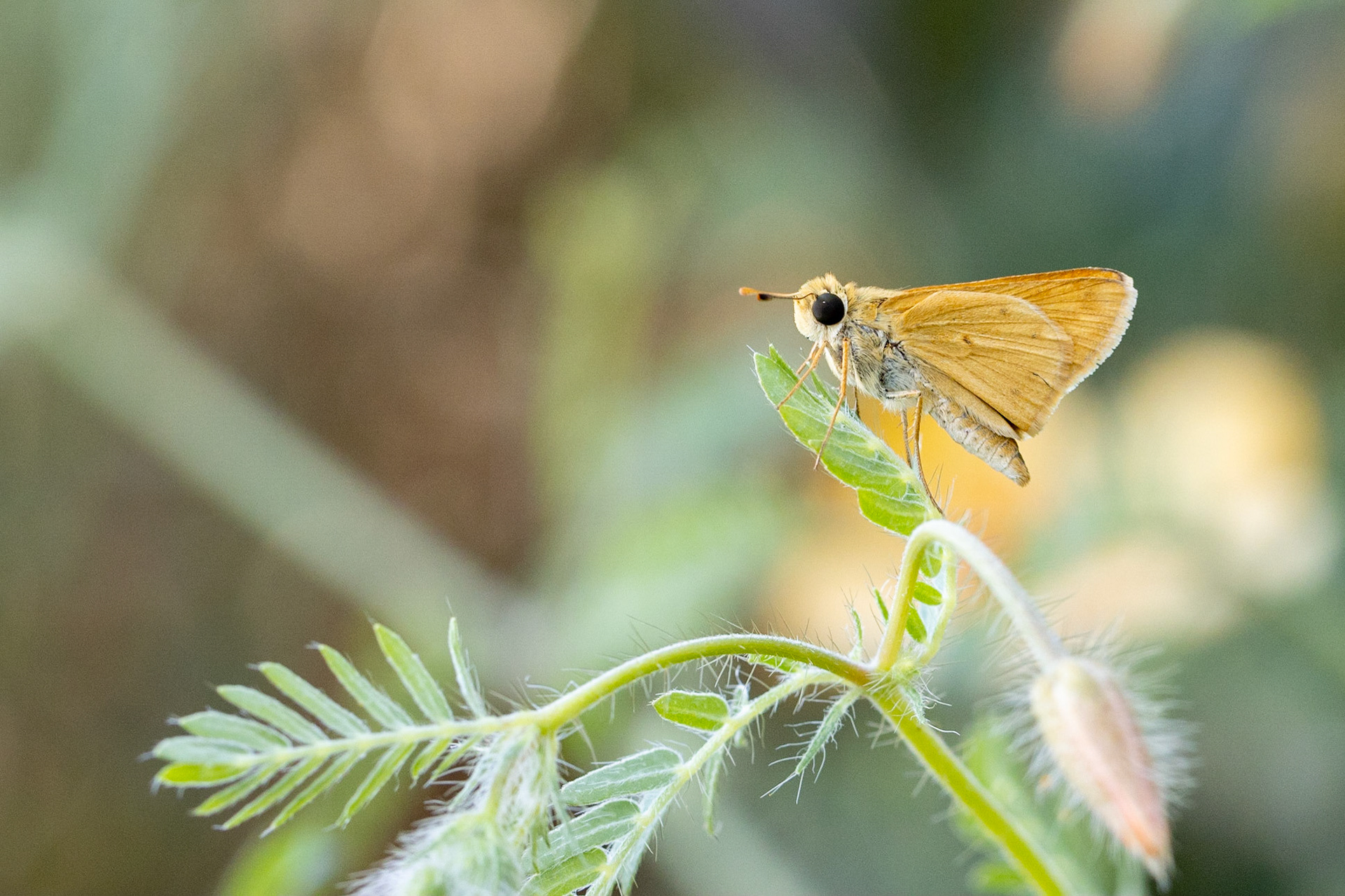 Fiery Skipper (Hylephila phyleus) and Arizona Poppy (Kallstroemia grandiflora)