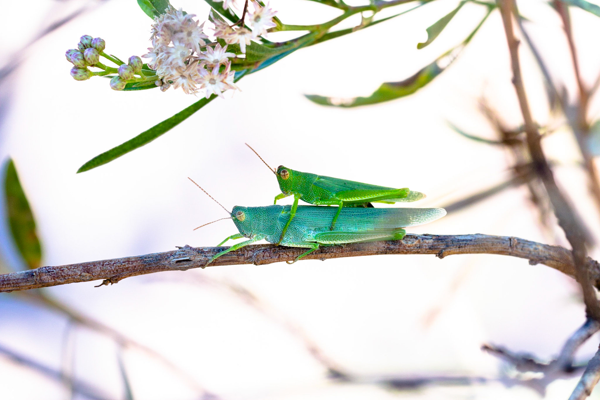 Grasshoppers, Crickets, And Katydids (Orthoptera)