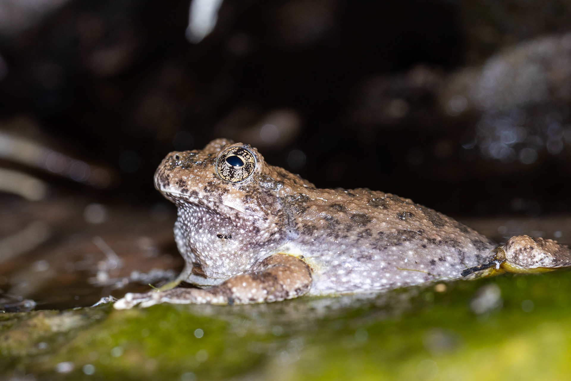 Superstition Mountains, Arizona, Tonto National Forest