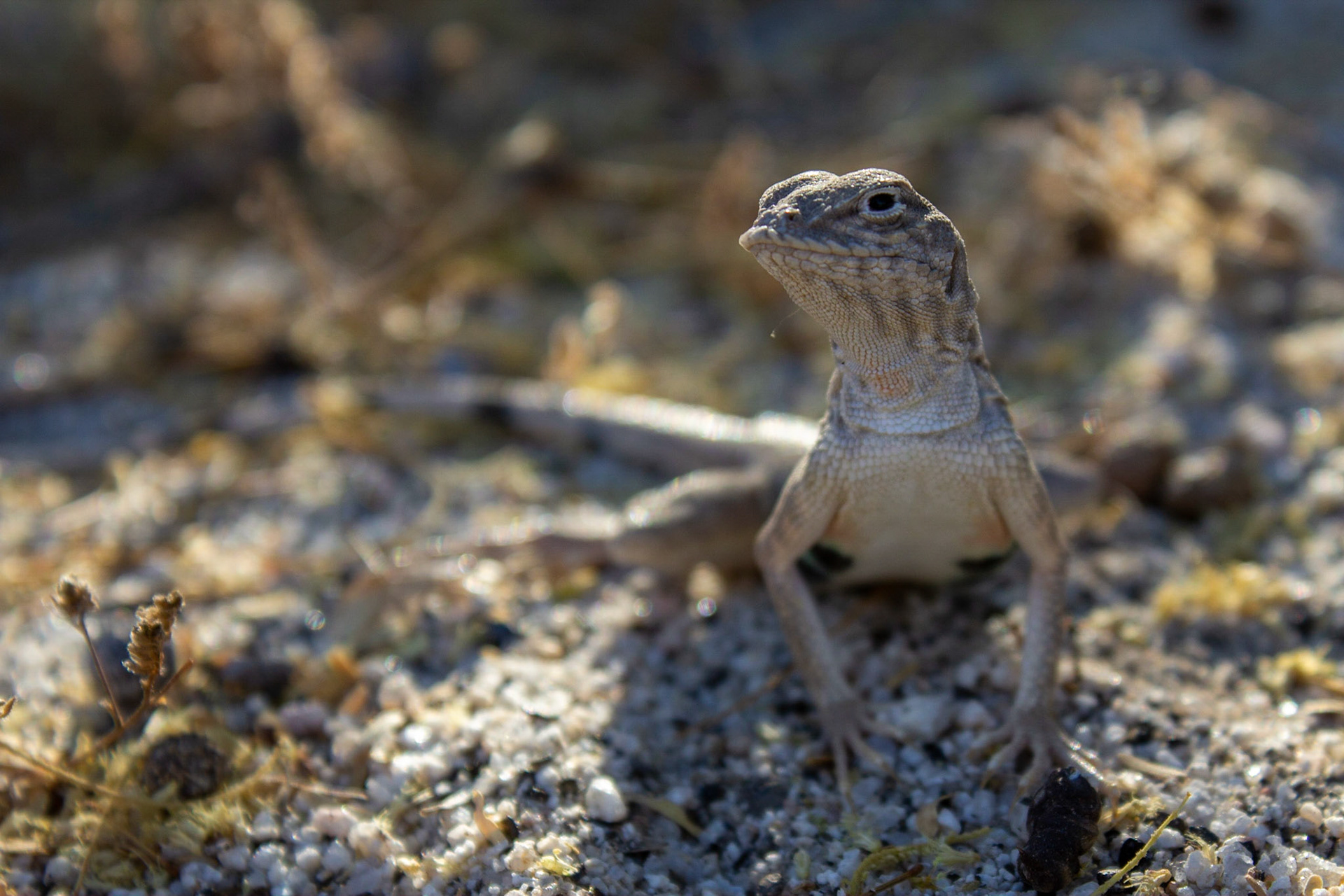 Valle Chico, Baja California, Mexico