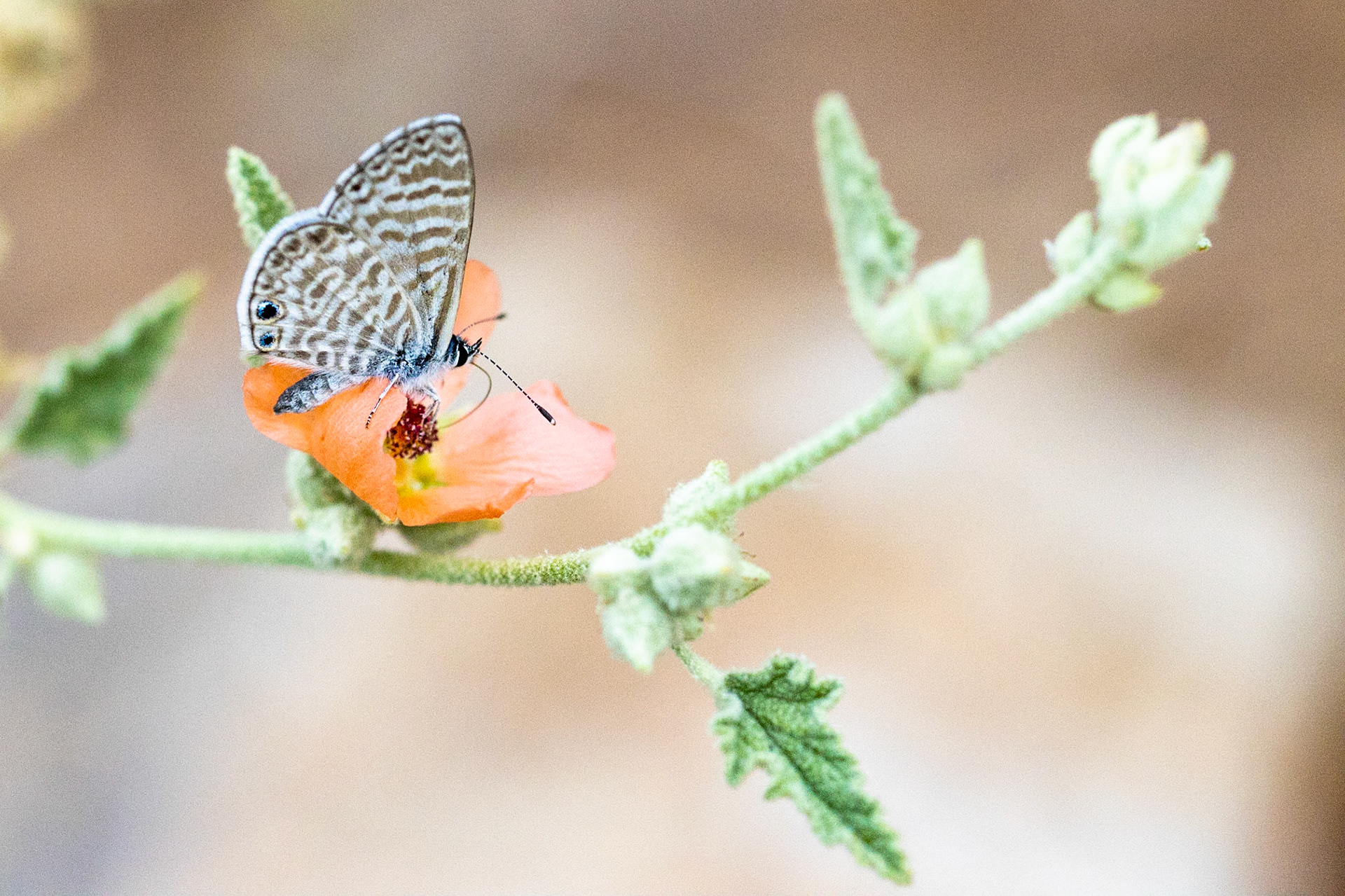 Marine Blue (Leptotes marina) and Apricot Globe-mallow (Sphaeralcea ambigua)
