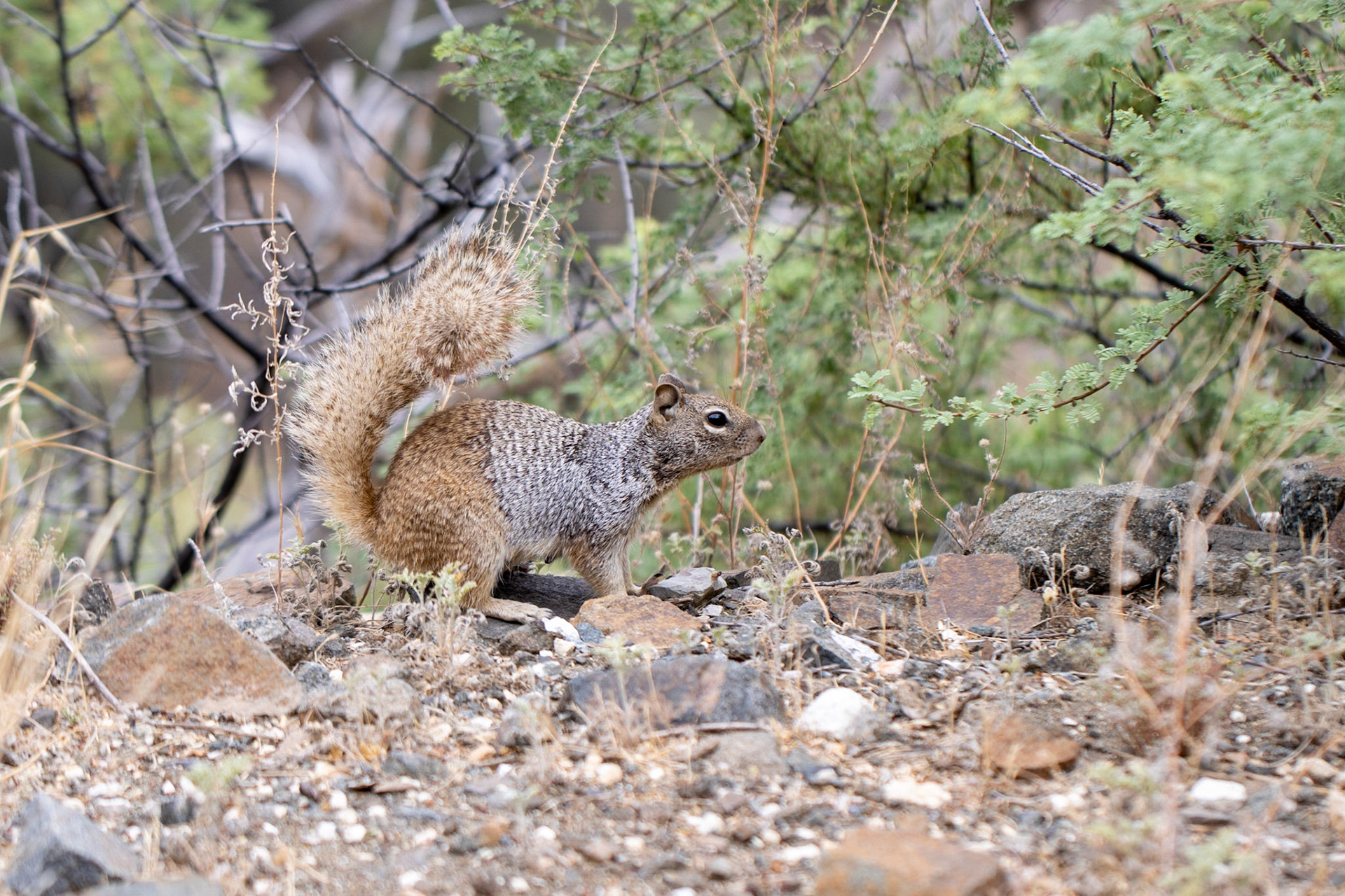 Miles Ranch, Superstition Mountains, Arizona, Tonto National Forest
