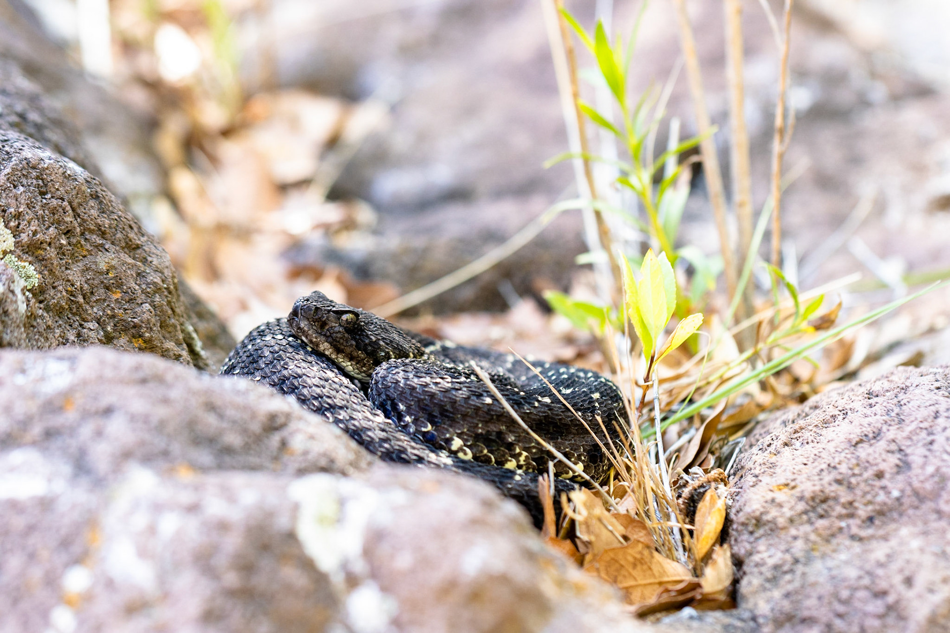 Arizona Black Rattlesnake (Crotalus cerberus)