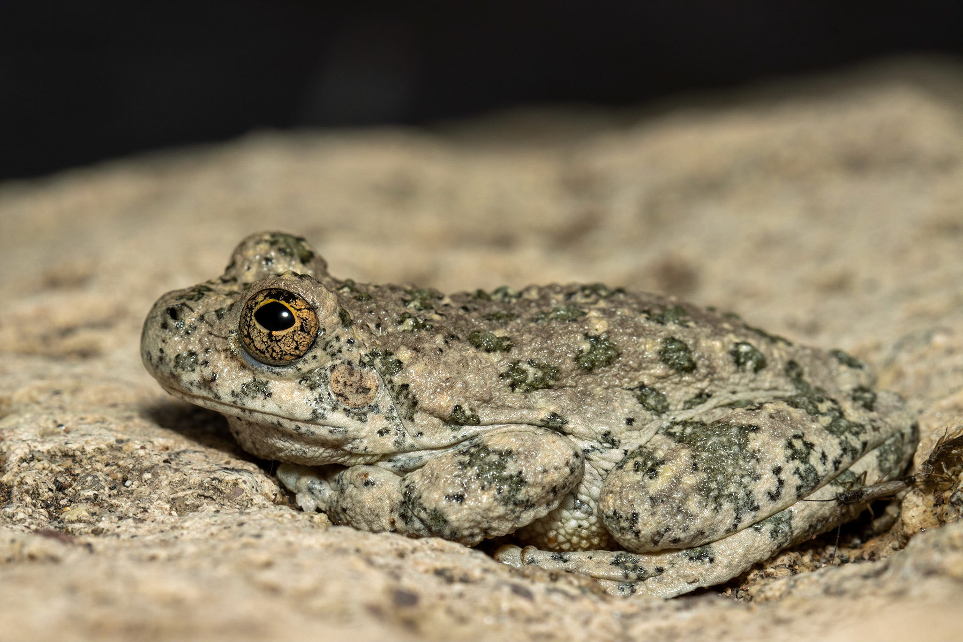 Superstition Mountains, Arizona, Tonto National Forest