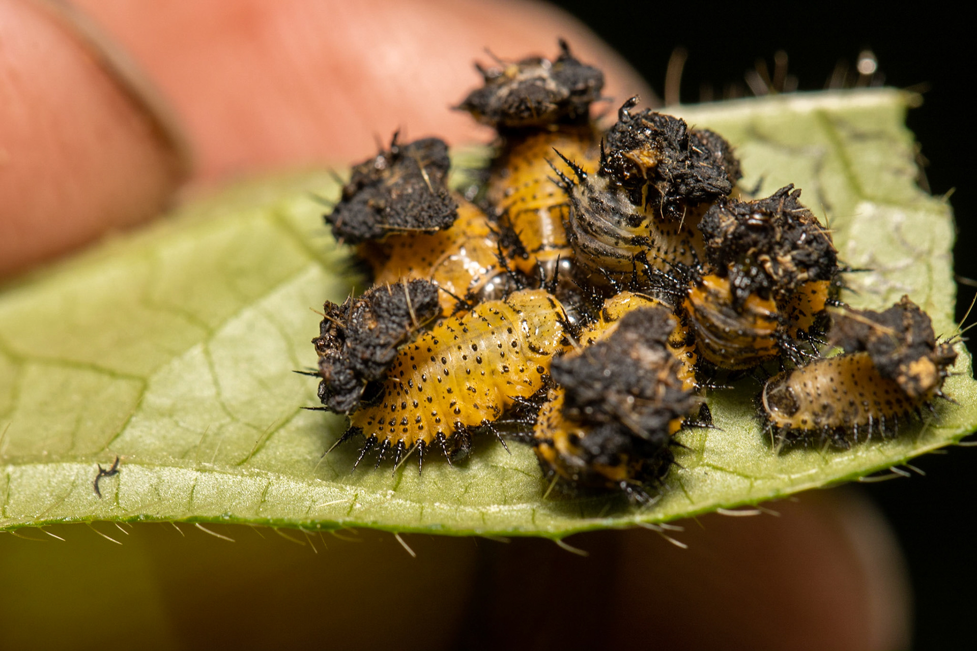 Carretera Federal 16 east of Tepoca, Sonora, Mexico