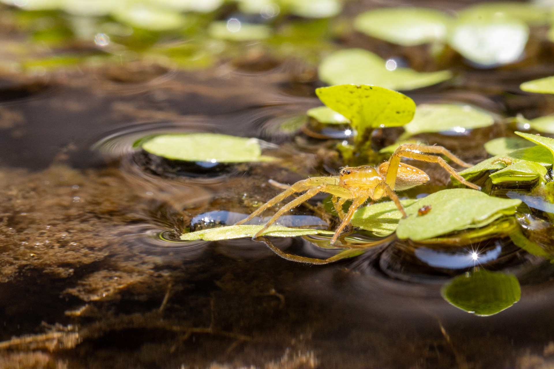 Six-spotted Fishing Spider (Dolomedes triton)