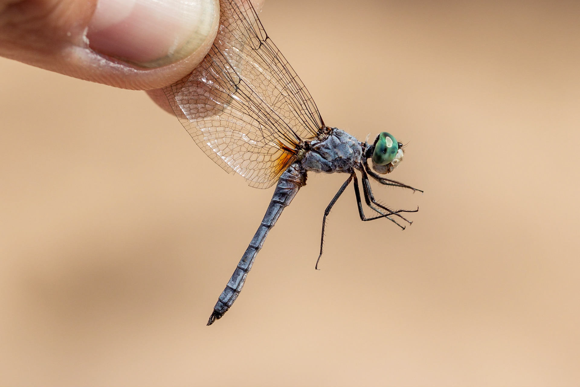 Phon D Sutton, Salt River, Arizona, Tonto National Forest